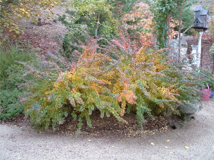 Japanese Barberry, Gold Barberry