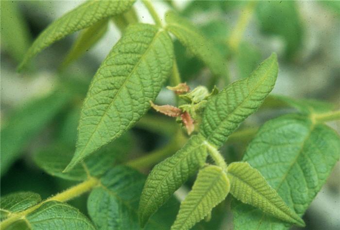 Plant photo of: Juglans nigra