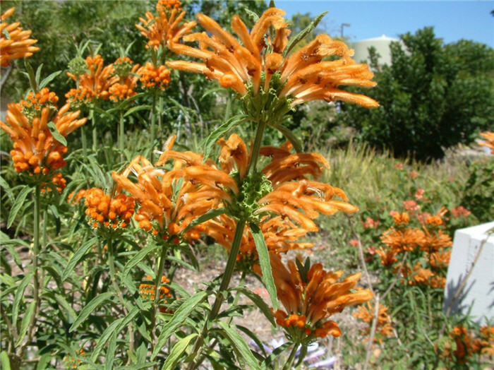 Leonotis leonurus