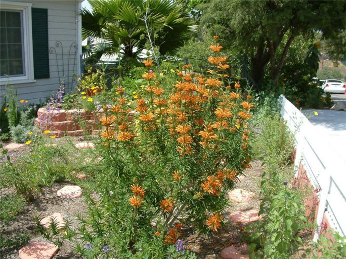 Plant photo of: Leonotis leonurus