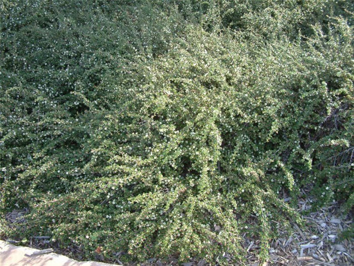 Cotoneaster congestus 'Likiang'