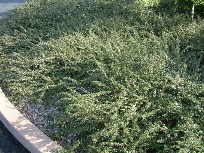 Plant photo of: Cotoneaster congestus 'Likiang'