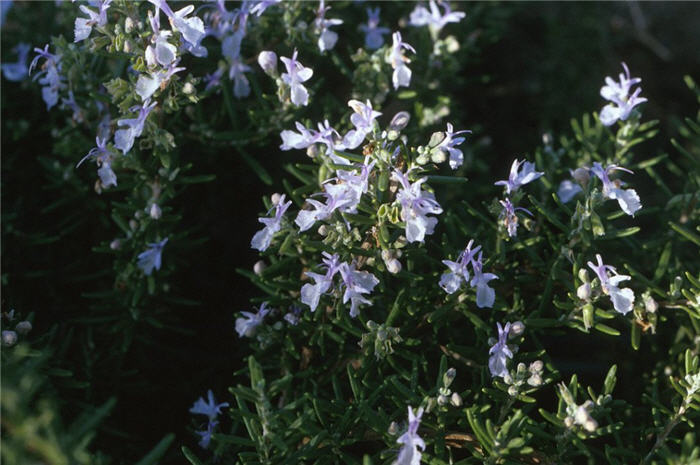 Rosmarinus officinalis 'Huntington Carpe