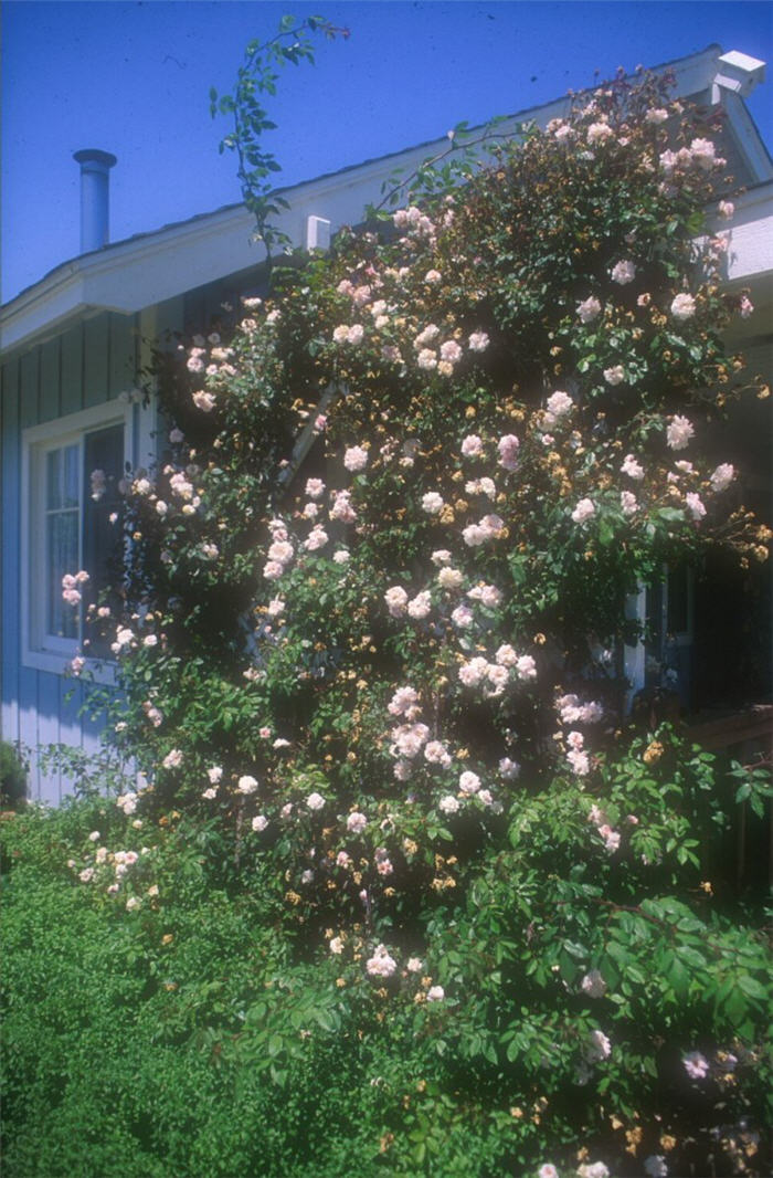 Plant photo of: Rosa 'Cecile Brunner'