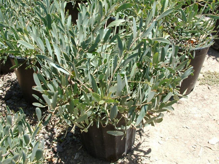 Prostrate Spreading Acacia