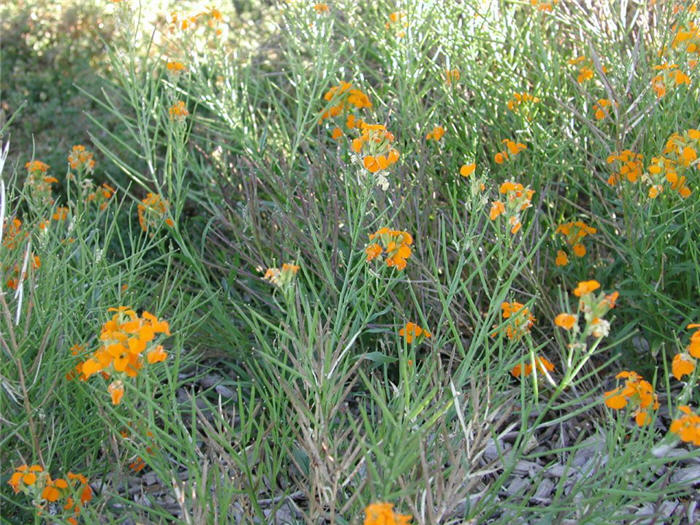 Plant photo of: Erysimum X allionii