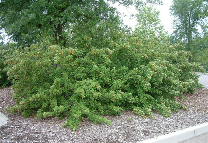 Plant photo of: Cotoneaster lacteus