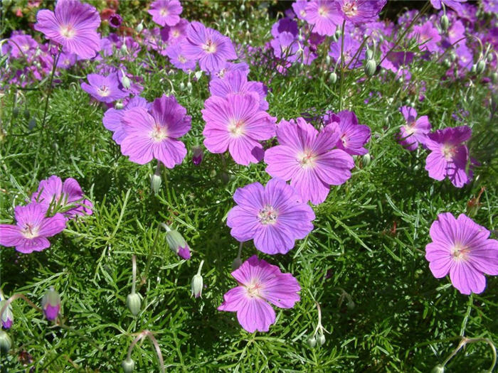 Geranium incanum