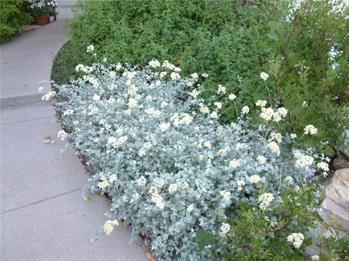 Helichrysum petiolare