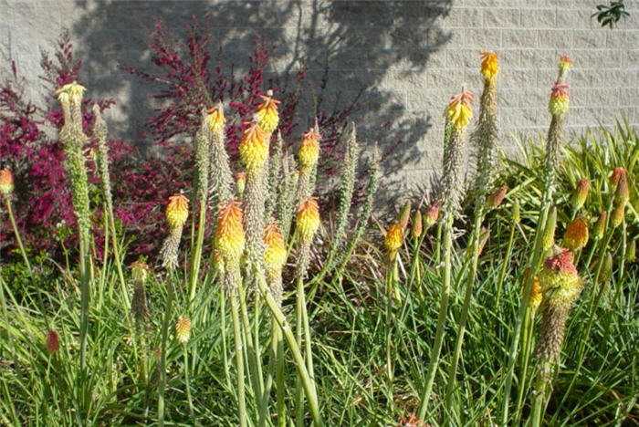 Plant photo of: Kniphofia uvaria