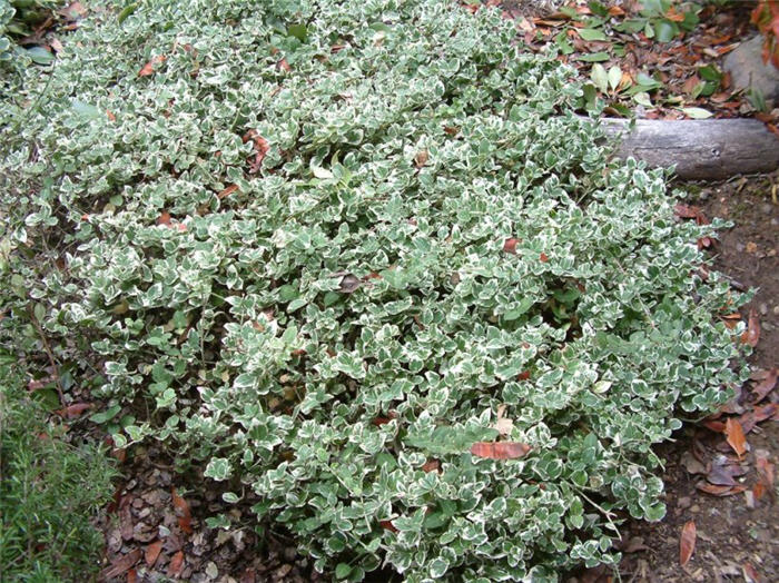 Hedera helix 'Variegata'