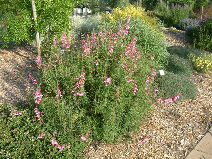 Penstemon 'Apple Blossom'