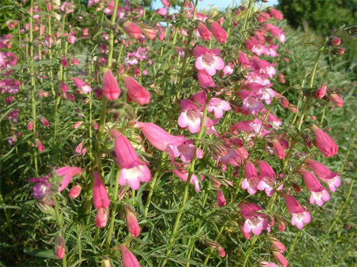 Plant photo of: Penstemon 'Apple Blossom'