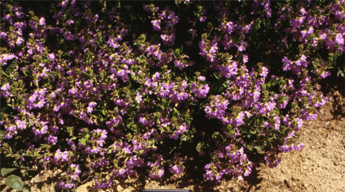 Plant photo of: Scaevola albida 'Mauve Clusters'