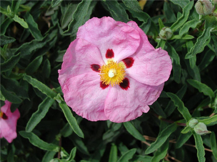 Plant photo of: Cistus X purpureus