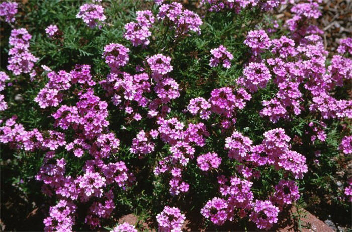 Peruvian Verbena