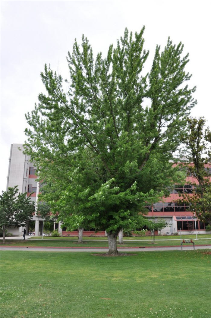 Acer saccharinum