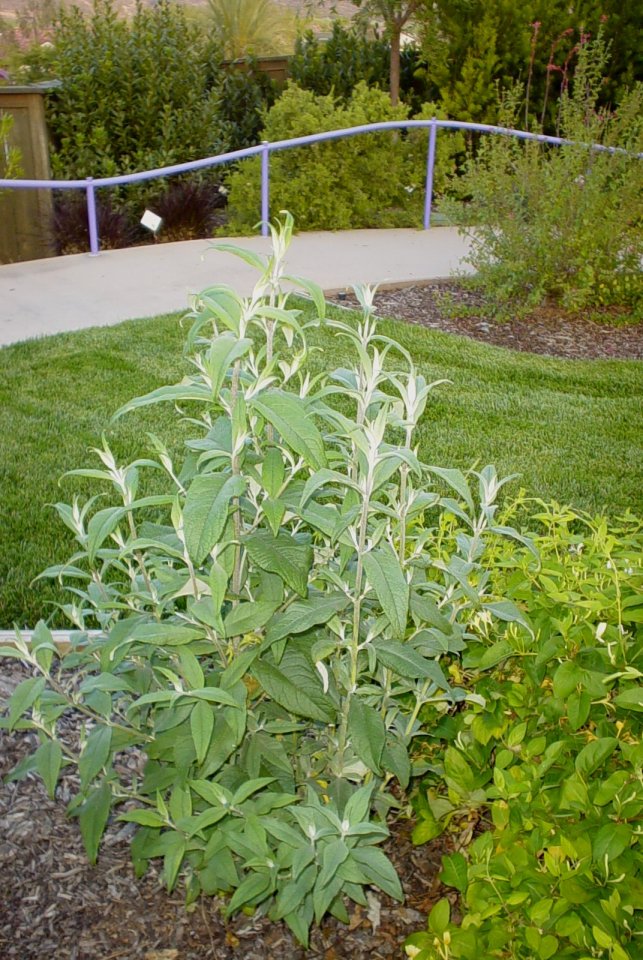 Plant photo of: Buddleja davidii