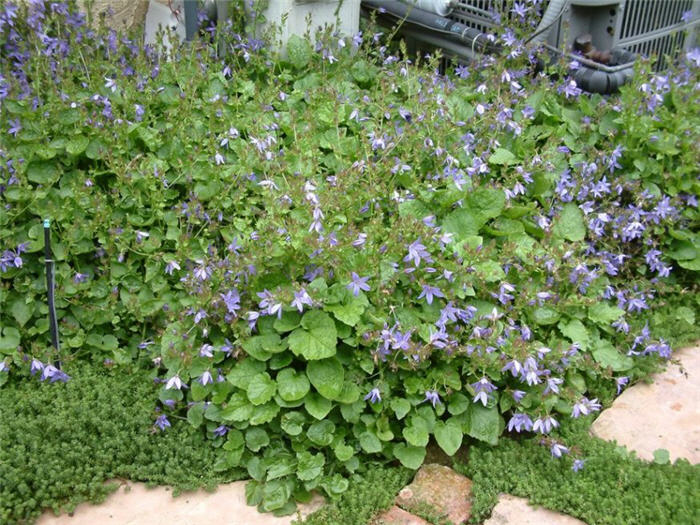 Campanula poscharskyana