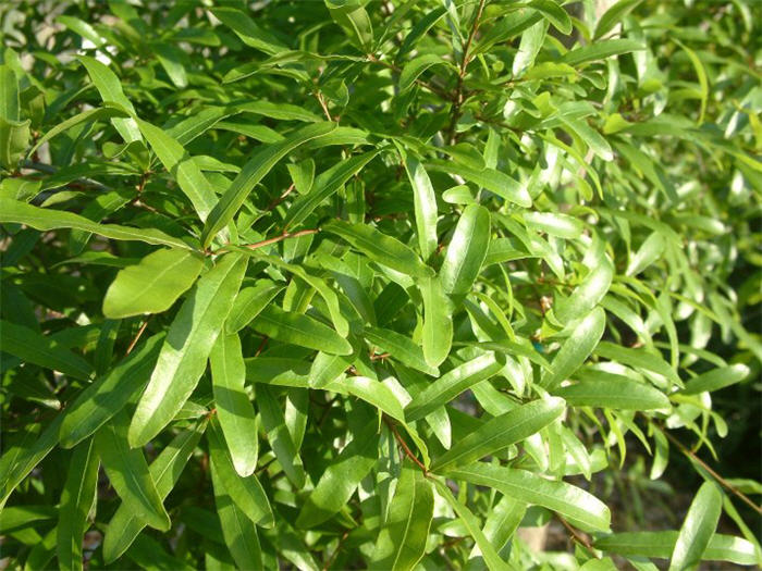 Plant photo of: Dodonaea viscosa