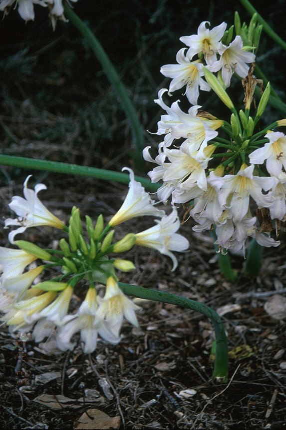 Amaryllis belladonna