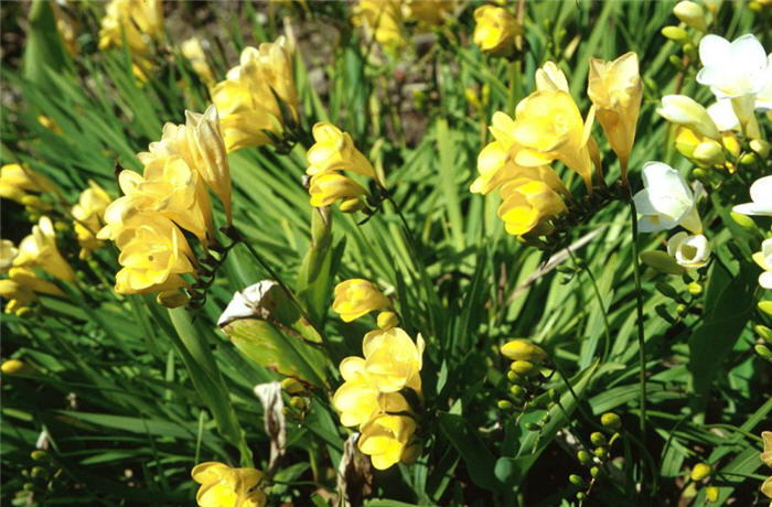 Plant photo of: Freesia hybrids