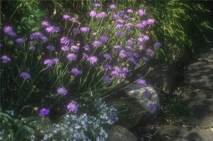 Plant photo of: Scabiosa caucasica