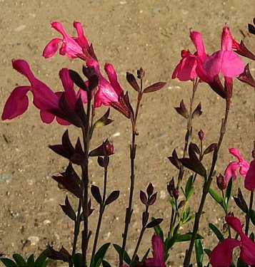 Red Star Texas or Autumn Sage