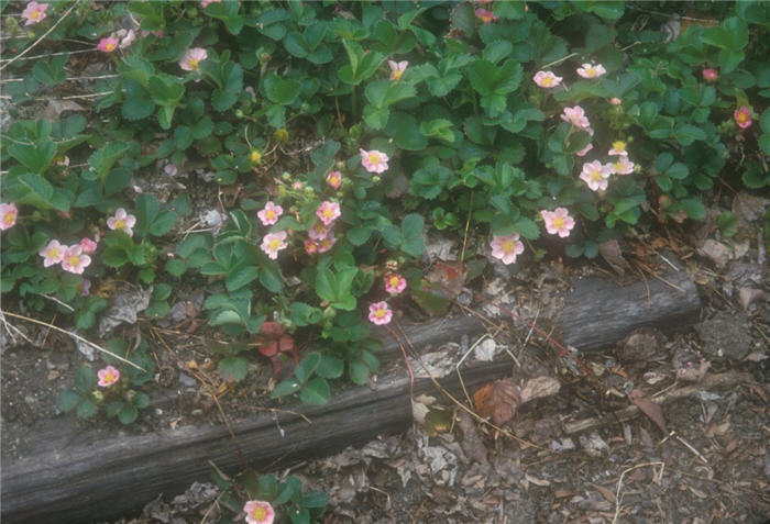 Pink Panda Ground Cover Strawberry