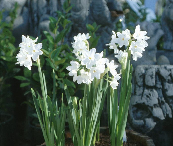 Plant photo of: Narcissus  hybrida