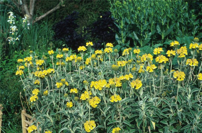 Phlomis fruticosa