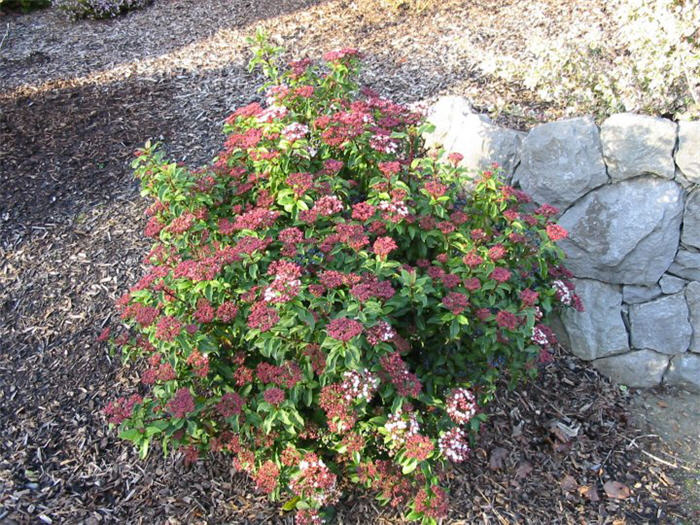 Viburnum tinus 'Spring Bouquet'