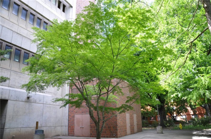 Plant photo of: Gleditsia triacanthos