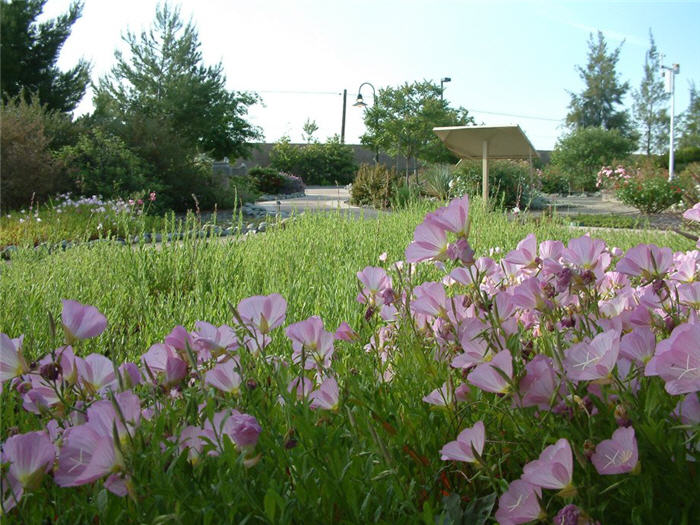 Oenothera speciosa 'Siskiyou'