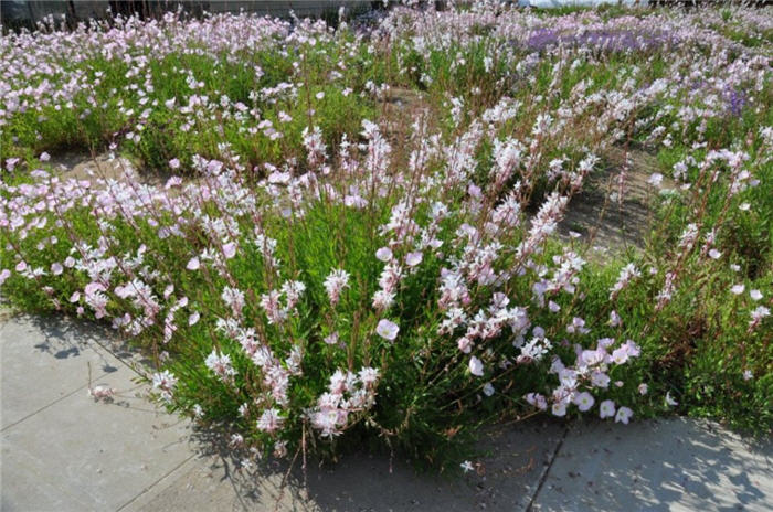 Plant photo of: Oenothera speciosa 'Siskiyou'