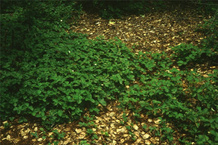 Beach or Sand Strawberry