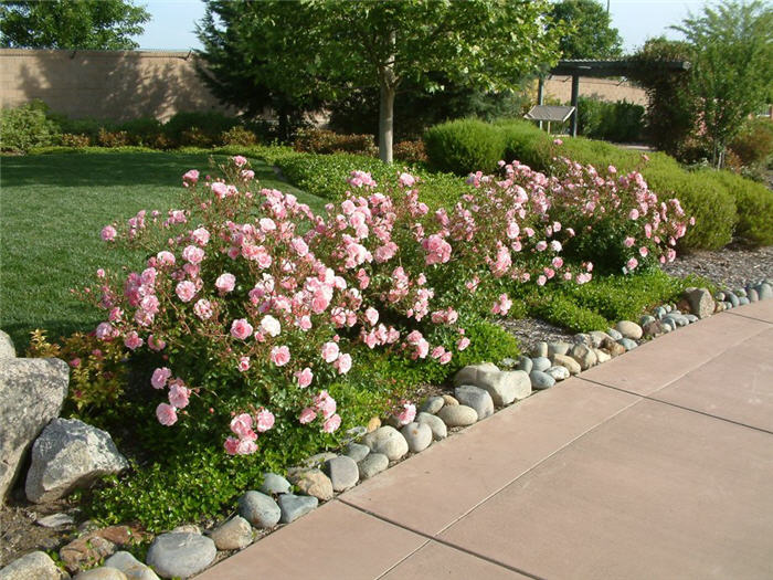 Plant photo of: Rosa Hybrid Tea selection