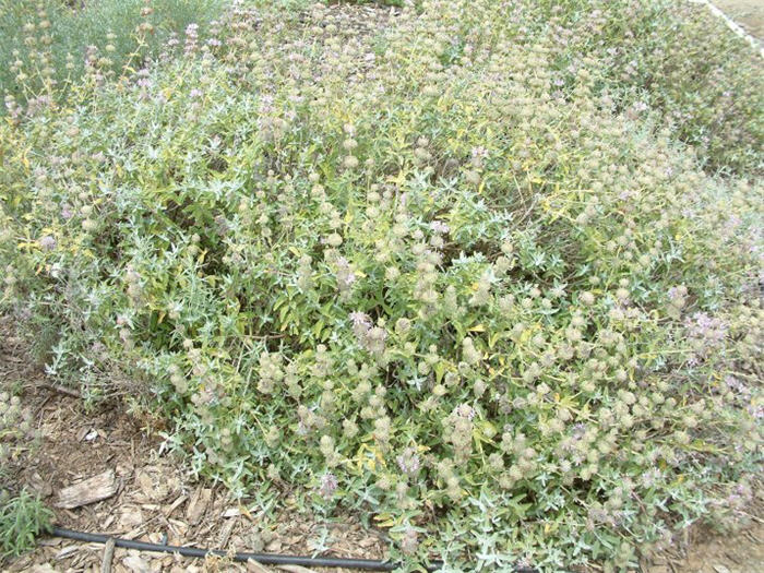 Salvia leucophylla 'Point Sal Spreader'