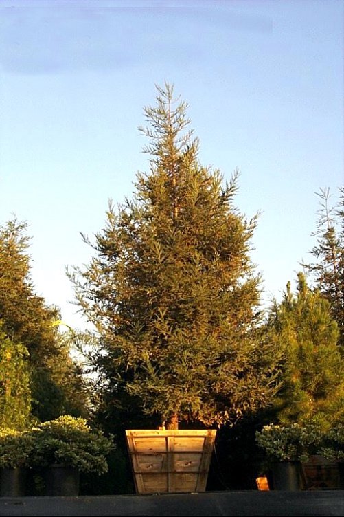 Sequoia sempervirens 'Soquel'