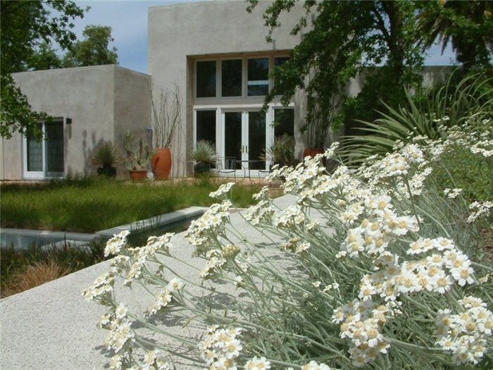 Plant photo of: Achillea X kellereri