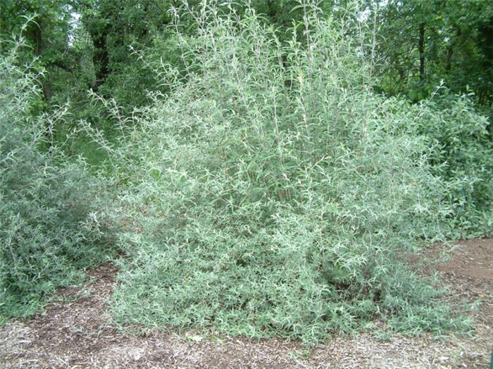 Plant photo of: Buddleja 'Lochinch'