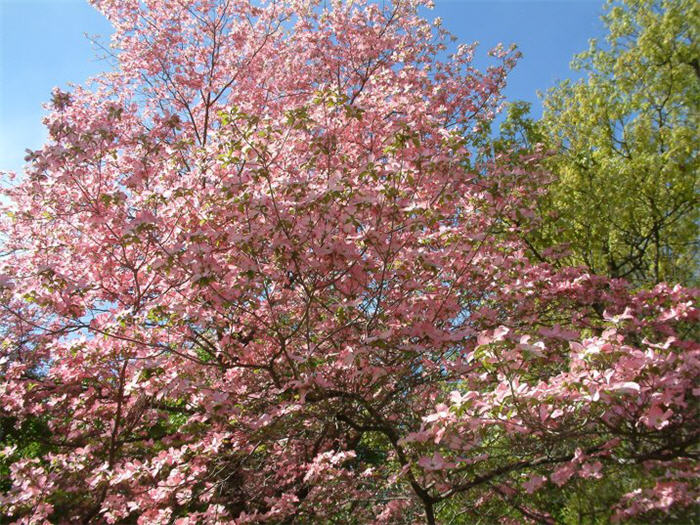 Plant photo of: Cornus florida 'Pink