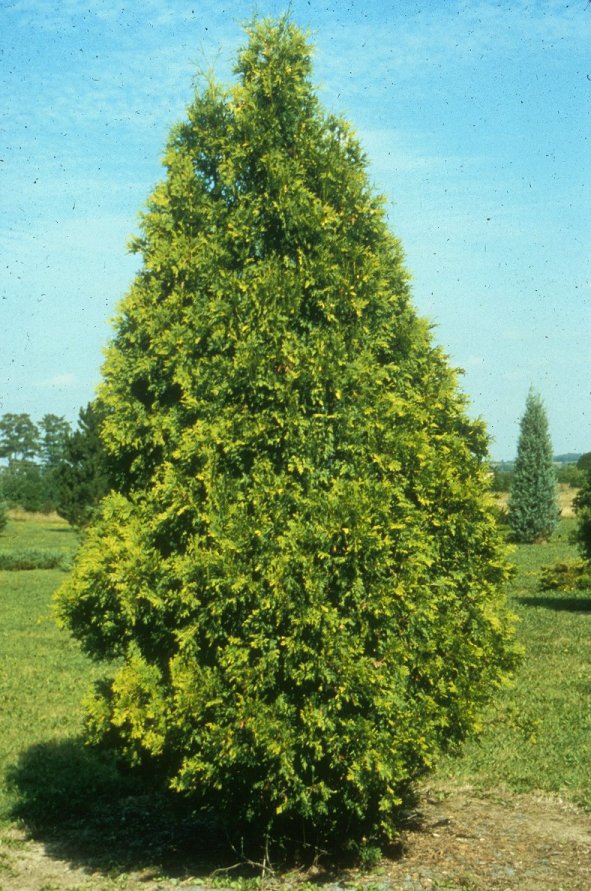 Golden Pyramid Arborvitae