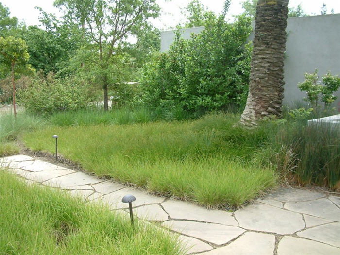 Carex divulsa