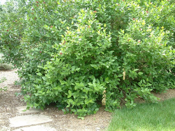 Cornus stolonifera