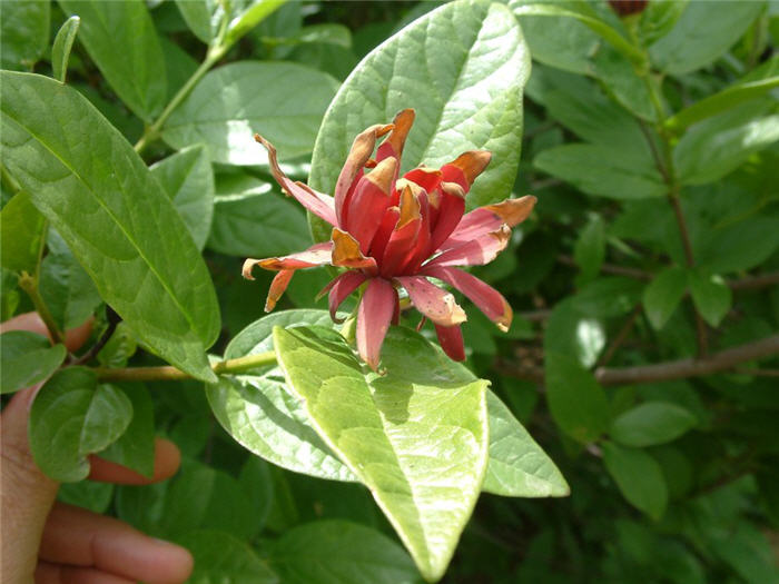 Plant photo of: Cornus stolonifera