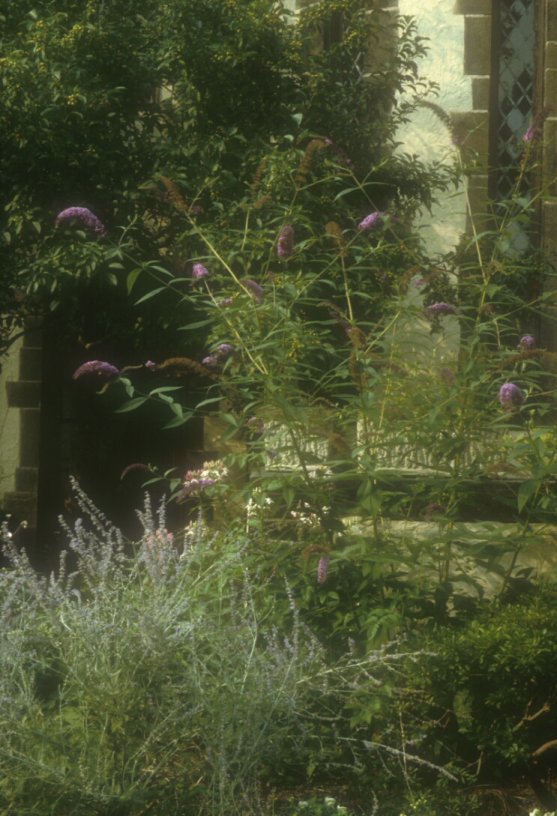 Buddleja davidii 'African Queen'