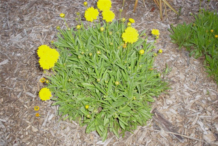 Coreopsis grandilfora 'Goldfink'