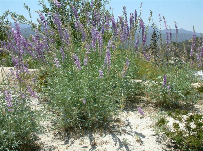 Lupinus albifrons