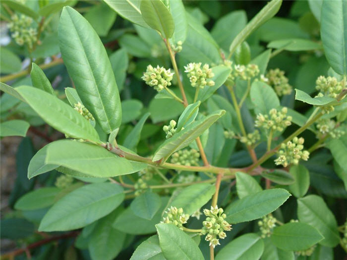 Plant photo of: Rhamnus californica 'Eve Case'